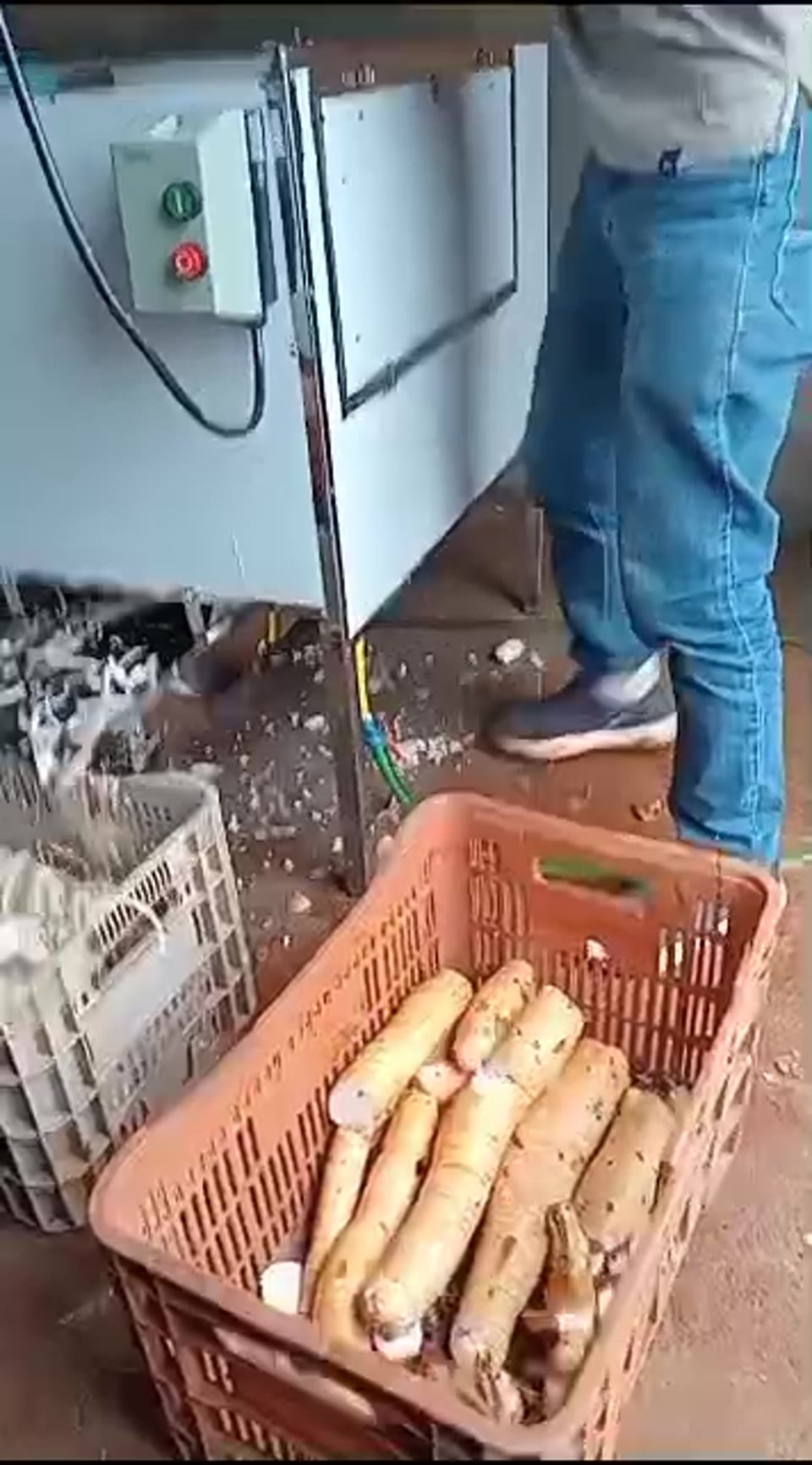Preparo da mandioca de mesa